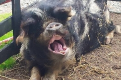 petfarm4